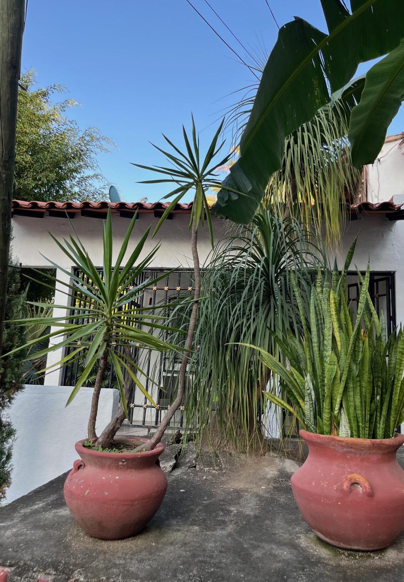 Villa Palmier -Quiet Cosy Air Conditioned Terrace Πουέρτο Βαγιάρτα Εξωτερικό φωτογραφία